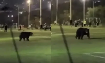 Oso negro aparece en cancha deportiva del área metropolitana de Monterrey
