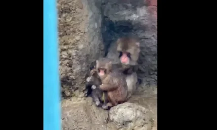 Punch enternece al refugiarse de la lluvia con su novia y su ‘suegro’