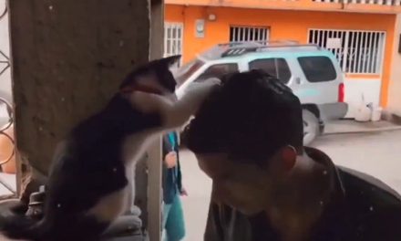 Él es el michi que se hizo viral por ‘bendecir’ a la gente