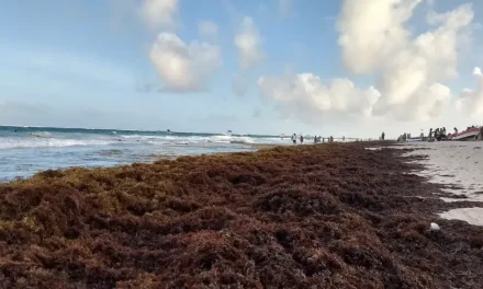 Advierten temporada ‘terrible’ de sargazo en Quintana Roo durante 2026