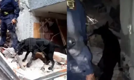 Así fue como ‘Togo’ encontró  el cuerpo de un trabajador tras derrumbe en edificio de la CDMX