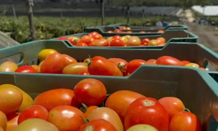 Analizan incluir jitomate, limón y pollo al PACIC ante alza de precios