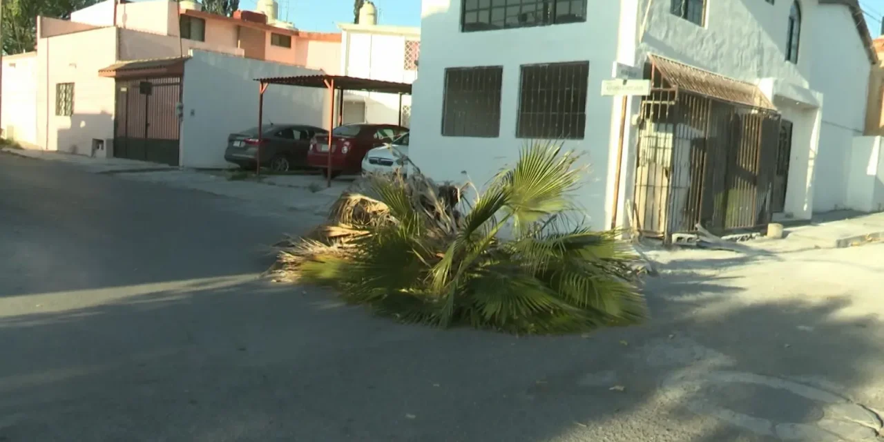 Una palmera fue derribada por el viento en Saltillo