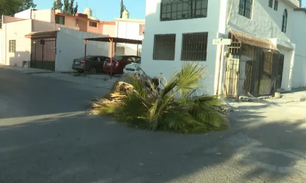 Una palmera fue derribada por el viento en Saltillo