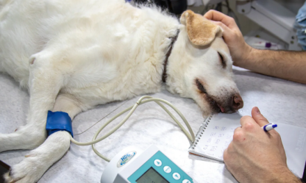 Realizan campaña de esterilización para perros y gatos en biblioparque norte