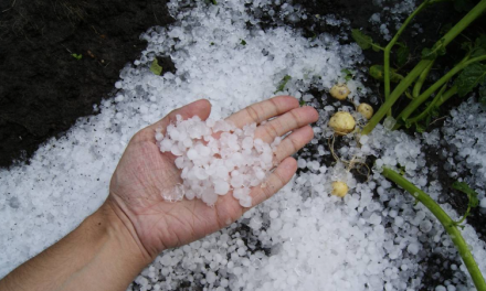 Granizada deja daños menores en Saltillo, autoridades destacan beneficios ambientales