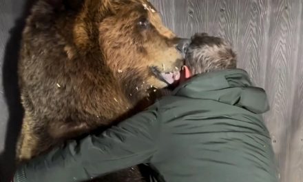 El emotivo oso de más de 600 kilos que pide un abrazo mientras lo miden (video)