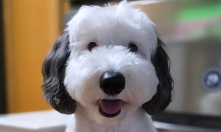 Bayley, el perro que es la ‘versión real’ de Snoopy