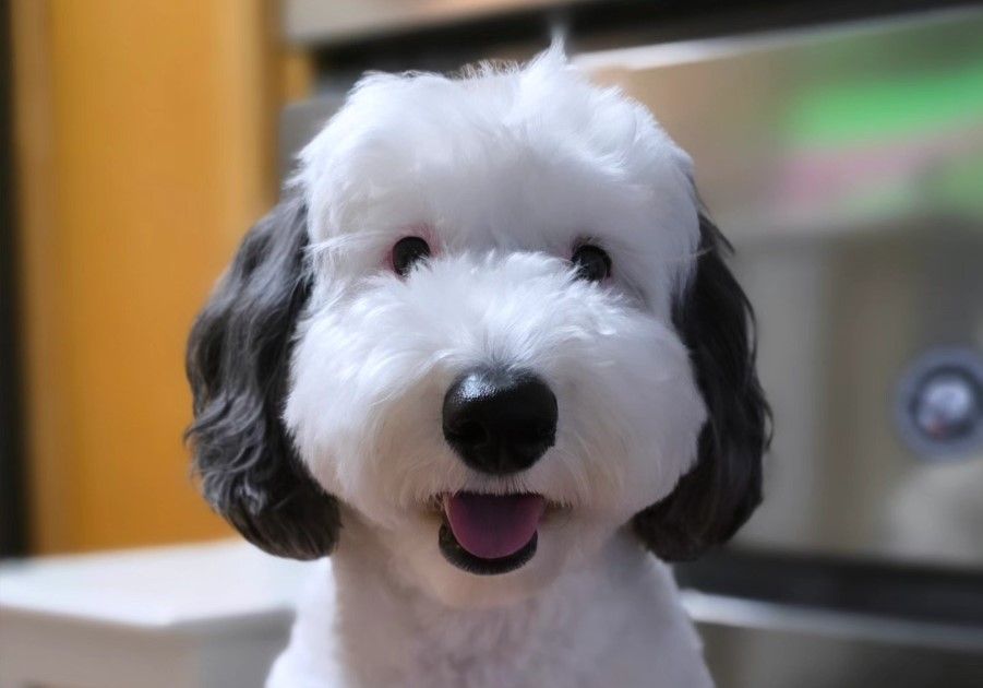 Bayley, el perro que es la ‘versión real’ de Snoopy
