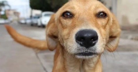 ¡Caramelo, hermano, ya eres mexicano!  El ‘perro amarillo’ es reconocido oficialmente como raza mexicana