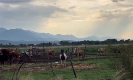Con coordinación se afronta al gusano Barrenador en caso que llegue a Coahuila