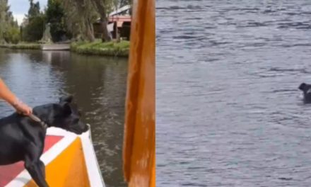Video: ‘Chabelo’ se lanza desde una trajinera en Xochimilco para perseguir unos patos