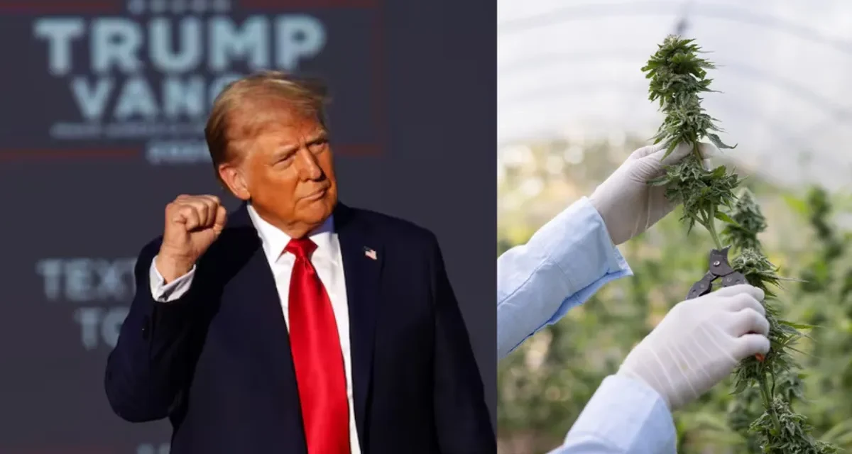 Gobierno de Trump reclasifica el cannabis y facilita su uso médico