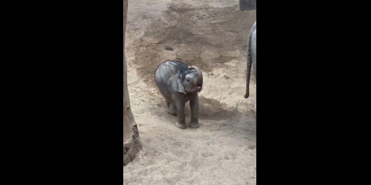 El tierno intento de un elefante bebé por ‘bañarse’ como su padre se vuelve viral