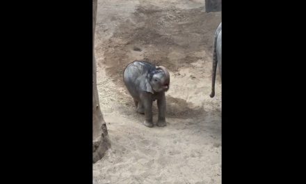 El tierno intento de un elefante bebé por ‘bañarse’ como su padre se vuelve viral