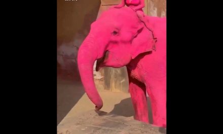 Muere ‘Chanchal’, el elefante que fue pintado de rosa para una sesión de fotos en la India
