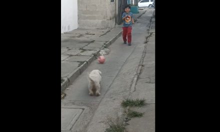 Video: Perrito se convierte en portero para jugar con su ‘mejor amigo’ futbol