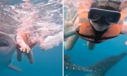 Mujer se lleva tremendo susto cuando un enorme tiburón ballena la golpea en el mar (video)