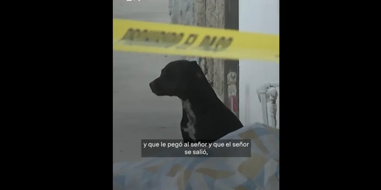 Conmueve lealtad de ‘Negra’ tras fallecimiento de su dueño en Zapopan, ‘se quedó con él’