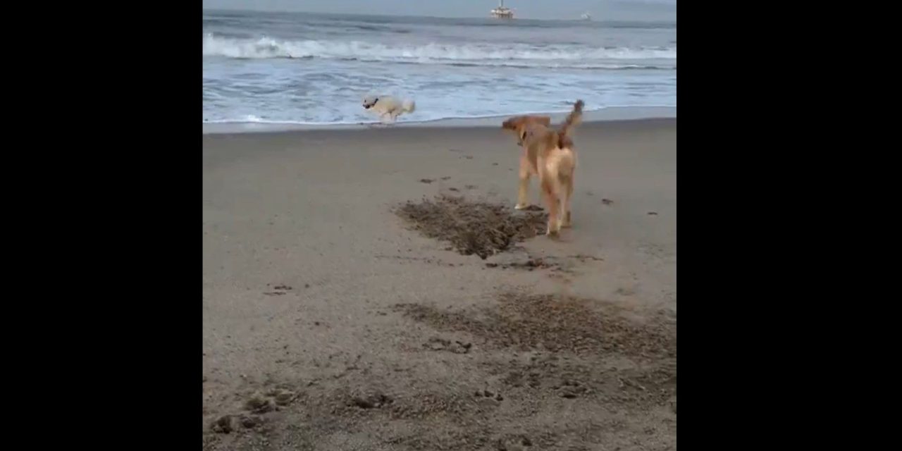 El conmovedor gesto de cooperación de un perro hacia su hermano menor que derritió el internet (video)