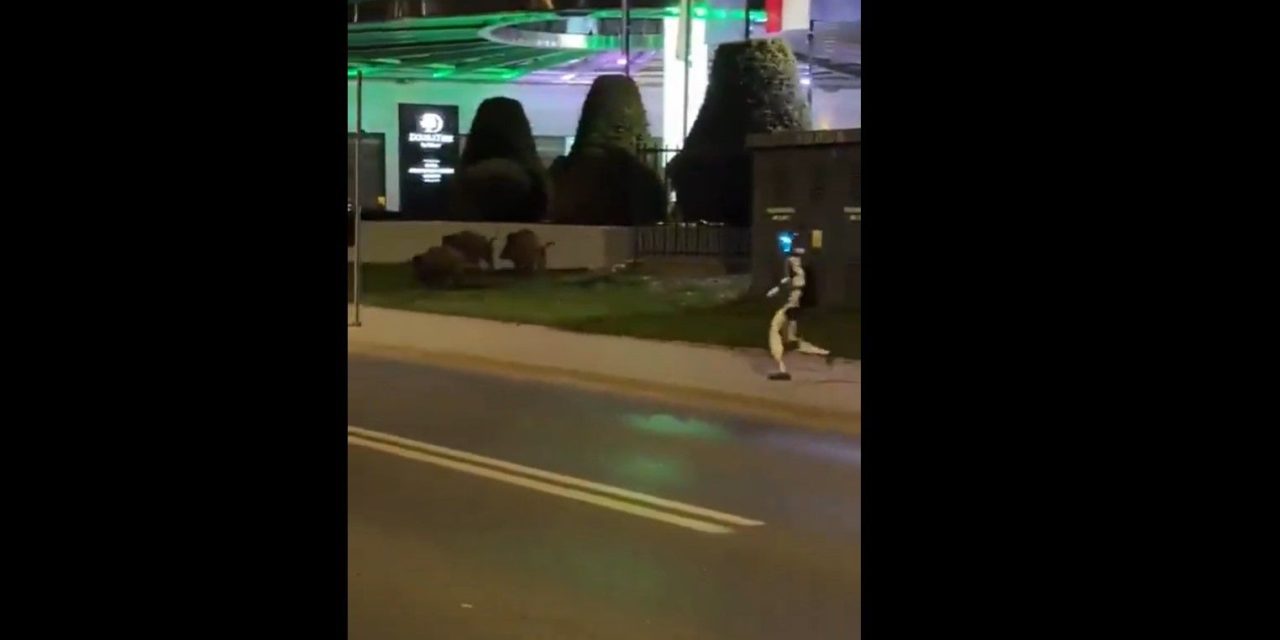 Video: Captan a robot cazando jabalíes en calles de Polonia