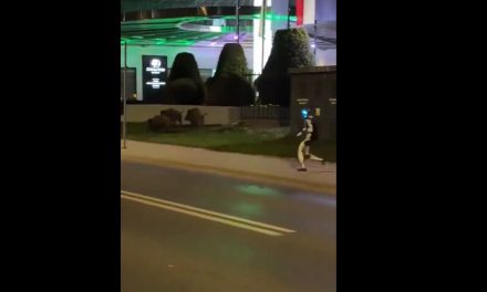 Video: Captan a robot cazando jabalíes en calles de Polonia
