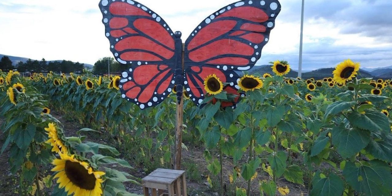 Vienen nuevas dinámicas para visitantes a la huerta de los girasoles en San Antonio