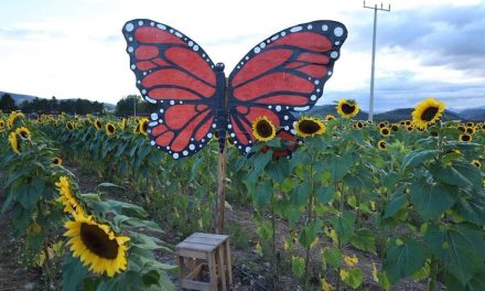 Vienen nuevas dinámicas para visitantes a la huerta de los girasoles en San Antonio