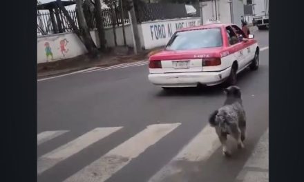 Captan presunto abandono de perrito desde taxi en avenida de la CDMX