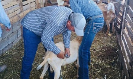 Mantienen activa la campaña para prevenir al gusano barrenador en Frontera