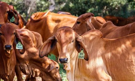 Refuerzan acciones preventivas contra el gusano barrenador en la región Centro
