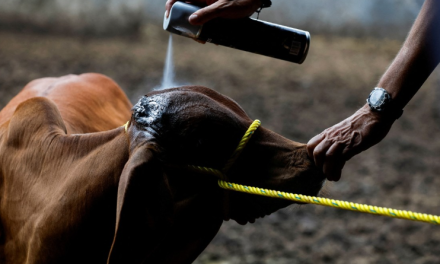 Coahuila refuerza medidas sanitarias para proteger el ganado