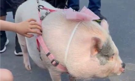 Saltillo: Pasean a ‘Peggy’ en Ruta Recreativa