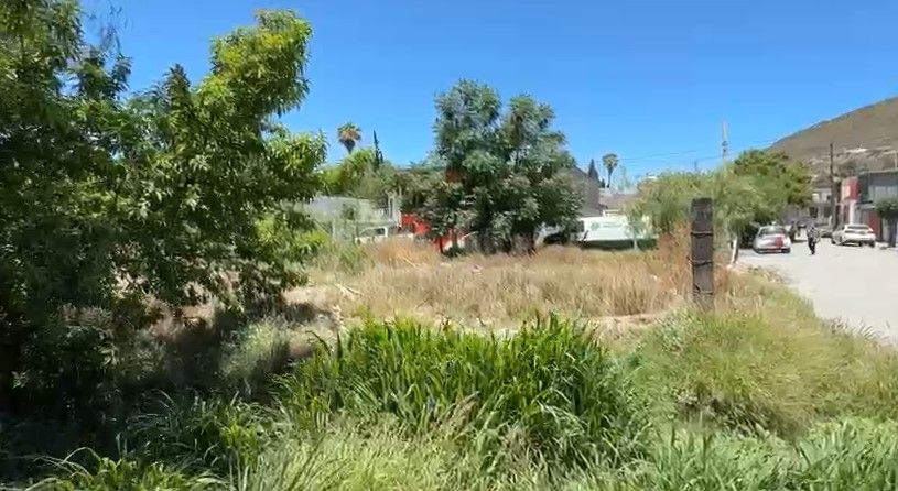 Localizan a oso que deambulaba por el poniente de Saltillo