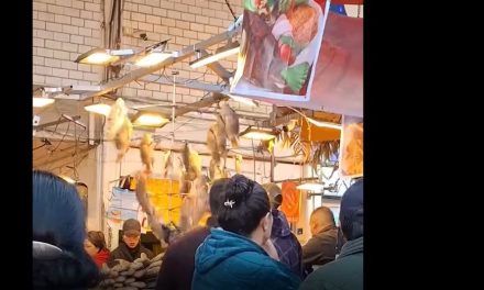 Aparecen los ‘Peces de Papantla’ en un mercado y explota internet (video)
