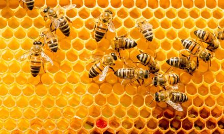 Abejas y polinizadores sostienen el 85% de las especies alimenticias en México
