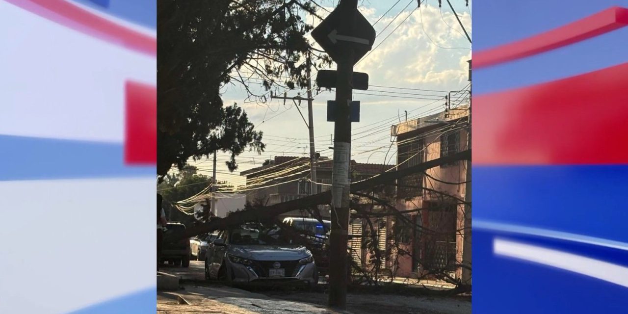 Árbol se desploma sobre automóvil  en Saltillo