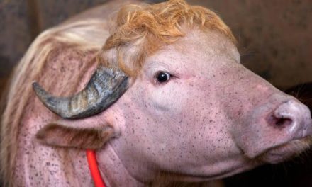 Búfalo se vuelve viral en Bangladesh por su parecido con Donald Trump