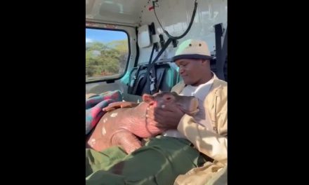 Un nuevo comienzo para ‘Bumpy’: El pequeño hipopótamo huérfano que conmueve a Kenia