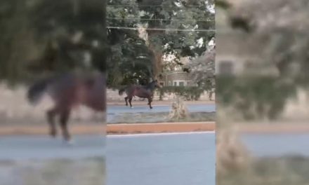 Caballo suelto desata caos momentáneo en calles de Parras de la Fuente