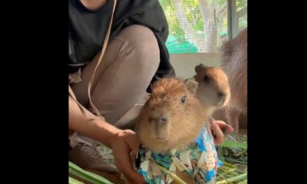 Capibara conquista redes sociales al lucir una pequeña camisa elegante