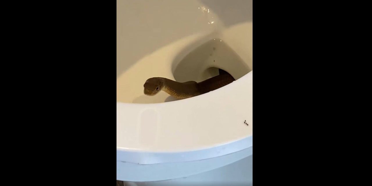Terror nivel: se aparece una cobra dentro de un inodoro en hotel de Filipinas