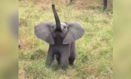 Elefante bebé derrama ternura al intentar ‘atacar’ a un grupo de turistas en Sudáfrica (video)
