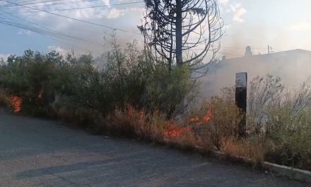 Incendio consume enorme pino y maleza en la colonia Los Ángeles de Parras