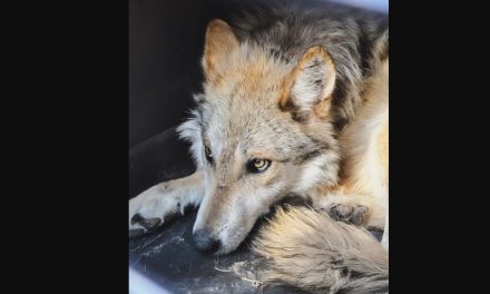 Liberan tres lobos mexicanos en Chihuahua para fortalecer recuperación de la especie