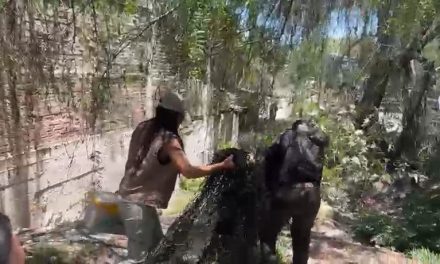 Se complica rescate de oso en arroyo de Saltillo
