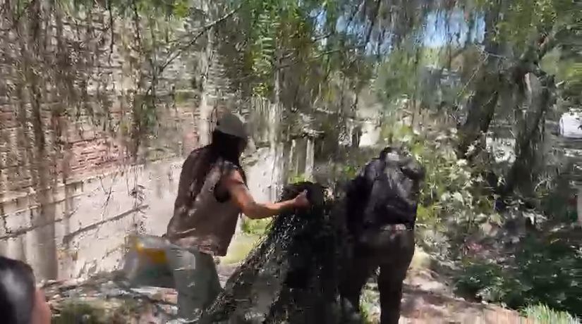 Se complica rescate de oso en arroyo de Saltillo