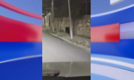 Oso negro reaparece en calles de Saltillo tras ser visto en la colonia Cerro del Pueblo
