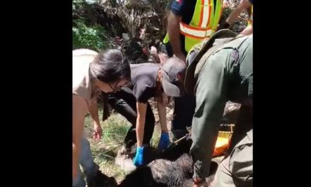 Capturan a oso que merodeaba en el poniente de Saltillo