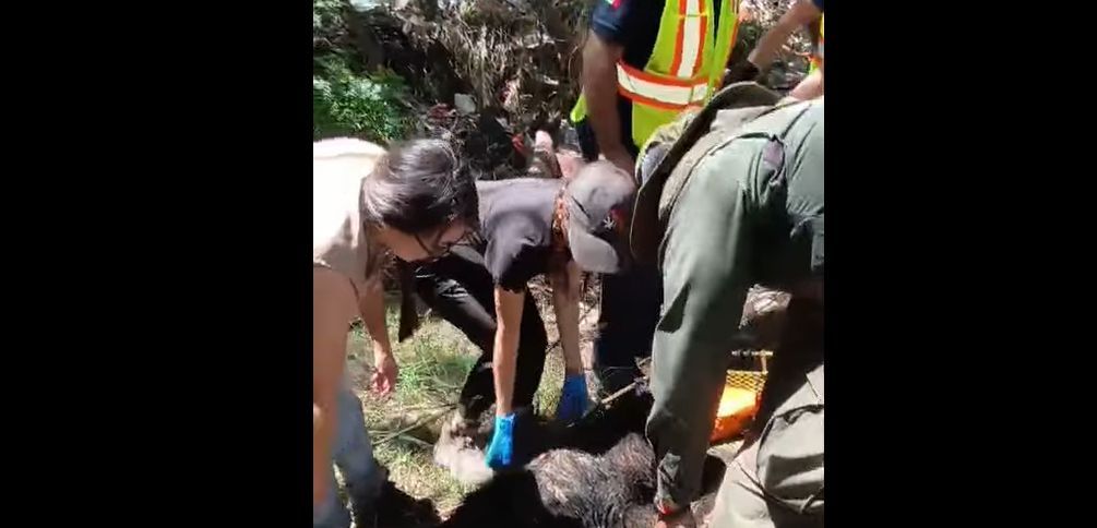 Capturan a oso que merodeaba en el poniente de Saltillo